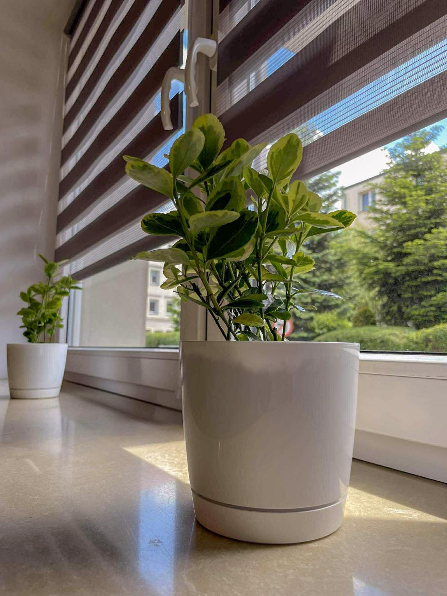 Apartament Centrum *